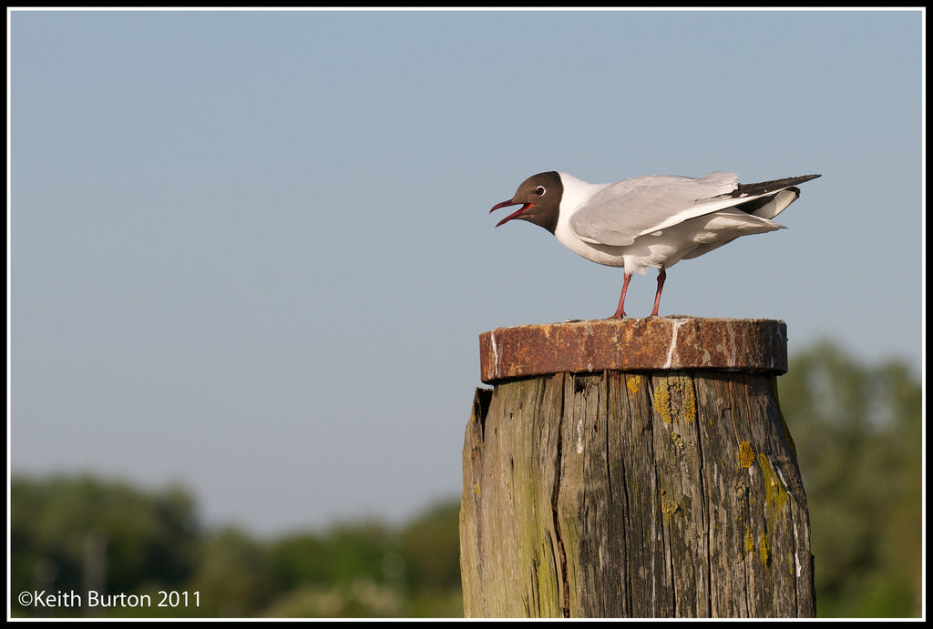 Gulls just want to have fun! (1)