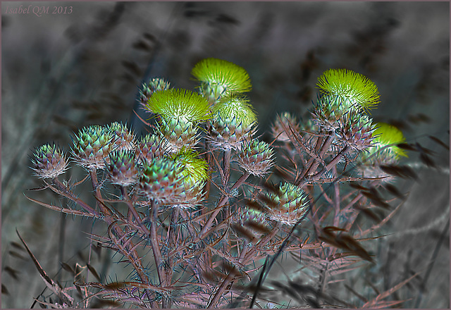 Poesia da terra sedenta, Cynara flavescensNEG