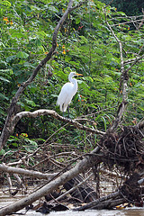 Great Egret