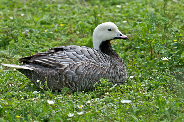 Emperor Goose