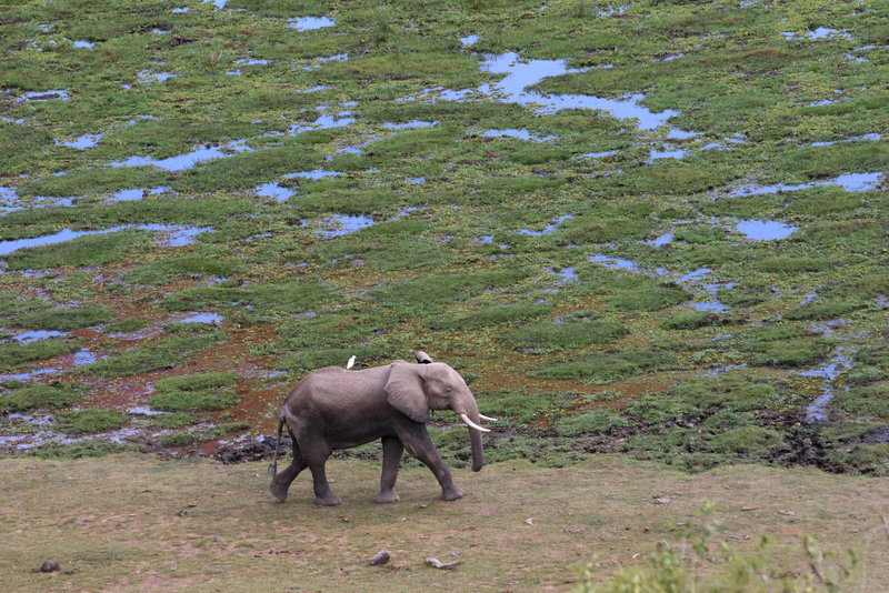 Egret going for an elephant ride