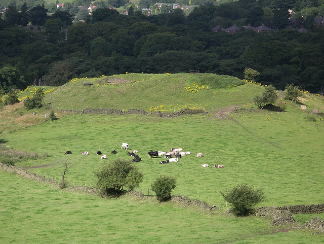 Cattle at Old Glossop from Shire Hill