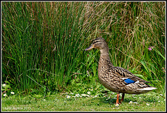 Female Mallard