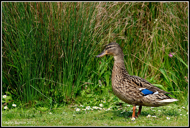 Female Mallard