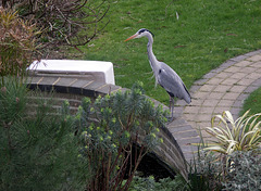 Heron in Sydenham SE26