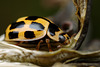 Propylea 14-punctata (Fourteen spot Ladybird)