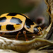 Propylea 14-punctata (Fourteen spot Ladybird)