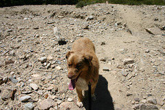 Cole on the Trail