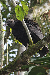 Black Vulture