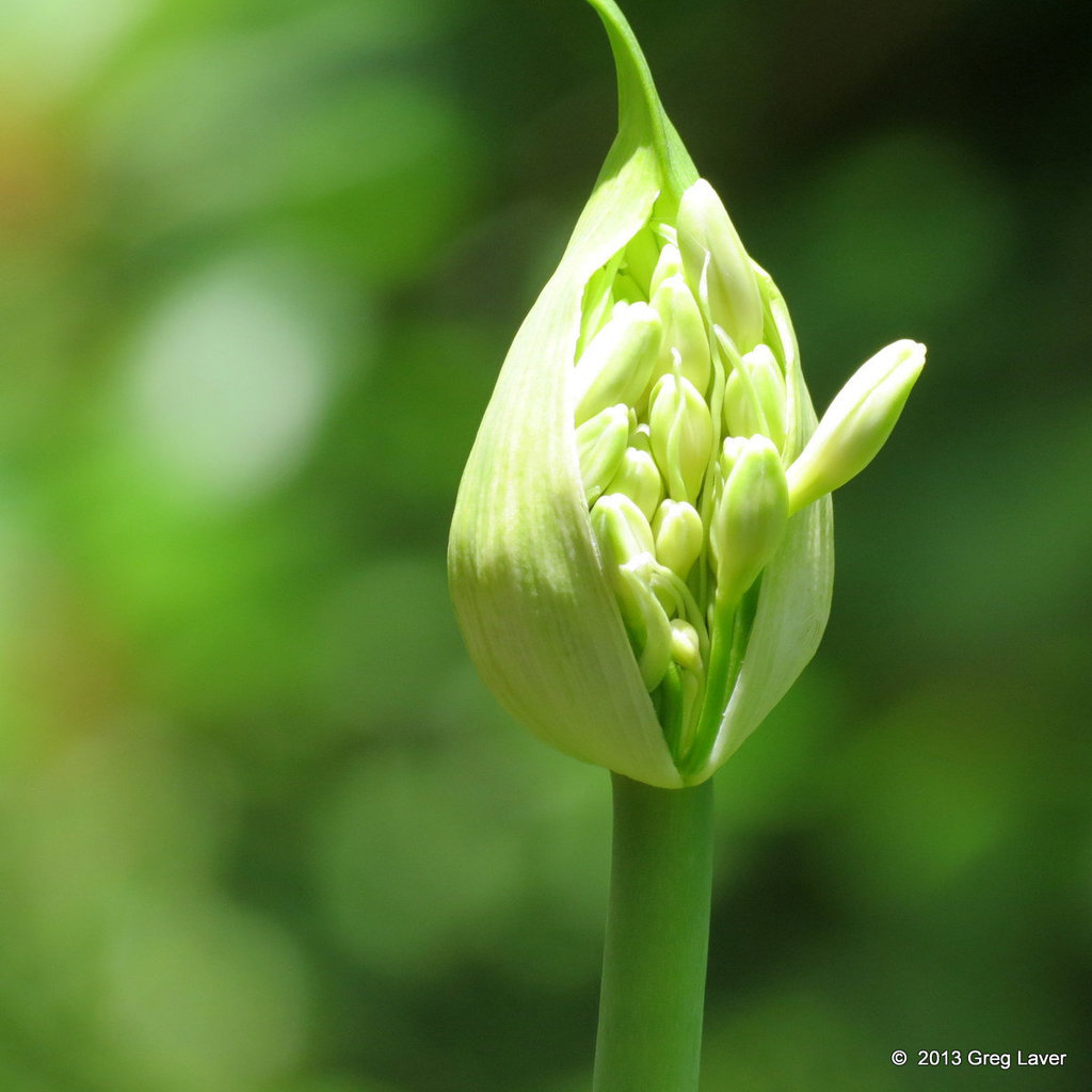 A bud