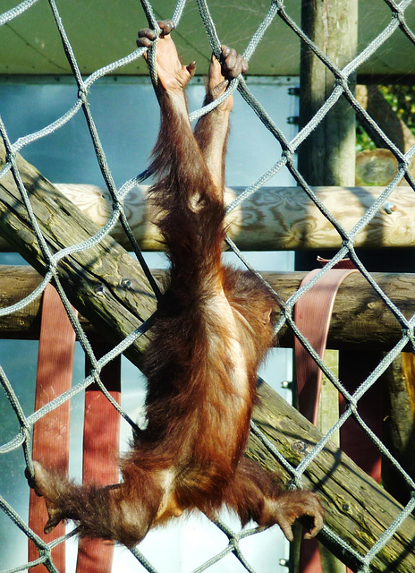 monkey world ape rescue centre, dorset