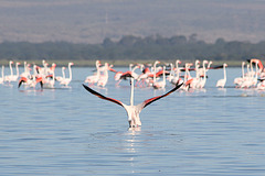 Flamingo flap