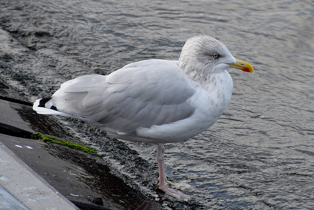 Gull