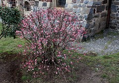 Viburnum bodnantense 'Dawn '