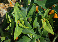 Euphorbia lathyris (4)