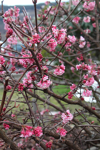Viburnum bodnantense 'Dawn '