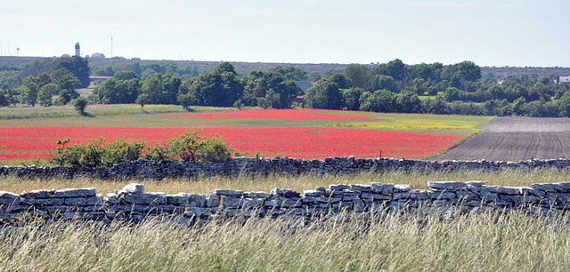 Red field