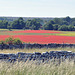 Red field