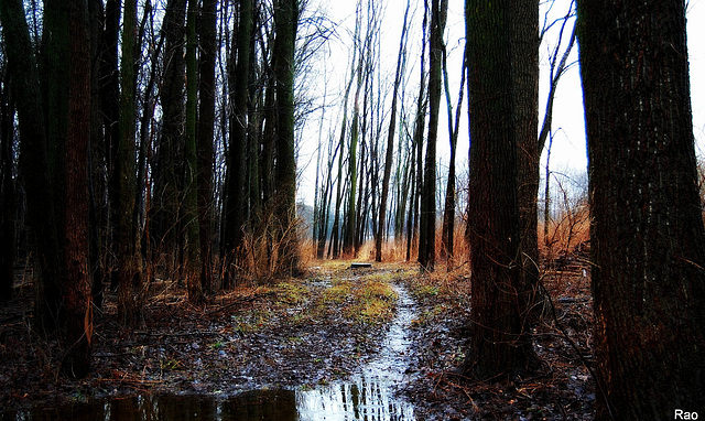 Dark Days of Autumn Rain