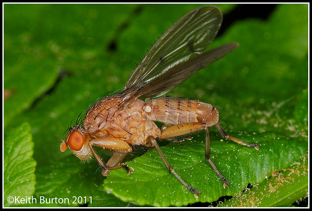 Dung Fly