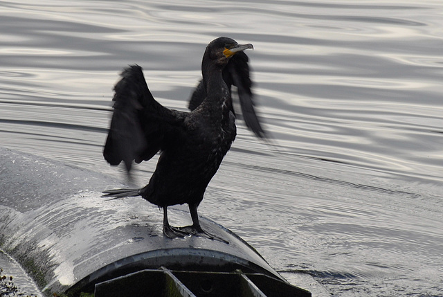 Cormorant on the Liffey