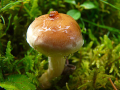 Another Mushroom
