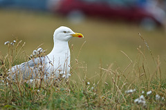 Seagull in the rough