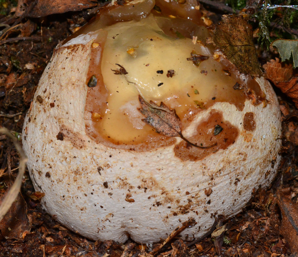 Like a ripe Camembert!!