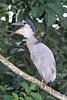 Boat-billed heron