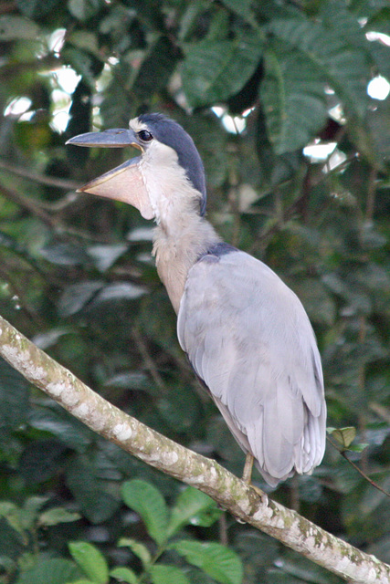 Boat-billed heron