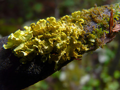 Lichen-covered branch