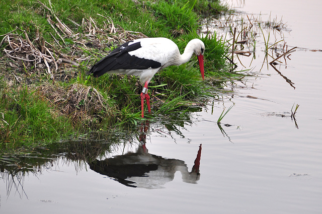 Stork