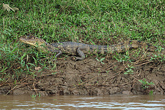 Spectacled caiman