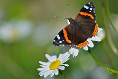 Red Admiral