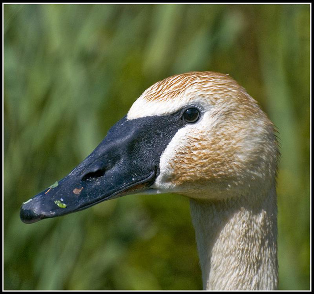 Trumpeter Swan