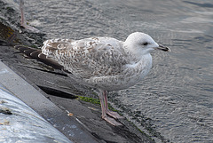 Herring Gull