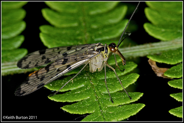 Scorpion Fly