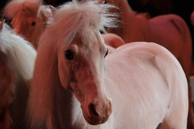 Circus Pony