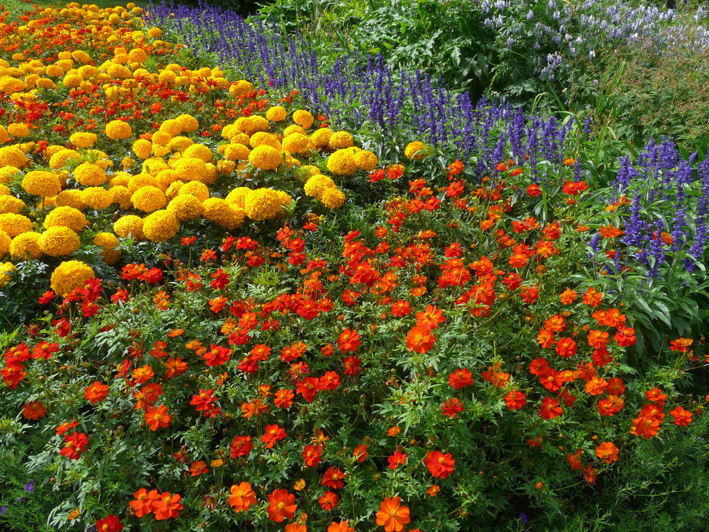 Summer delight