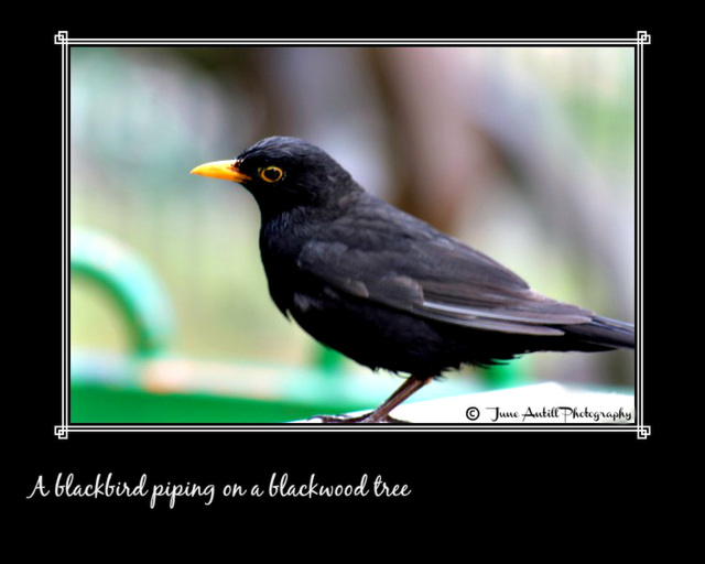 A blackbird piping on a blackwood tree