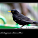 A blackbird piping on a blackwood tree