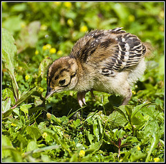 Pheasant Chick