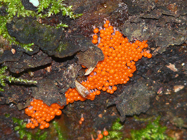 Colour in the forest