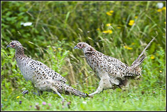 Pheasants on the Run