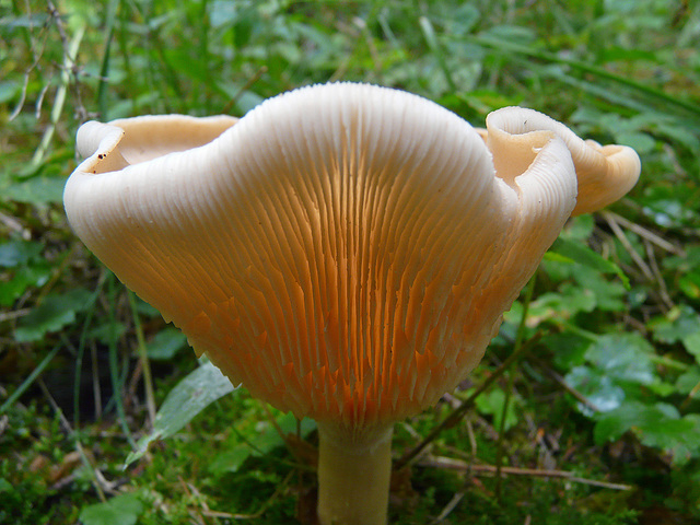 Mushroom light