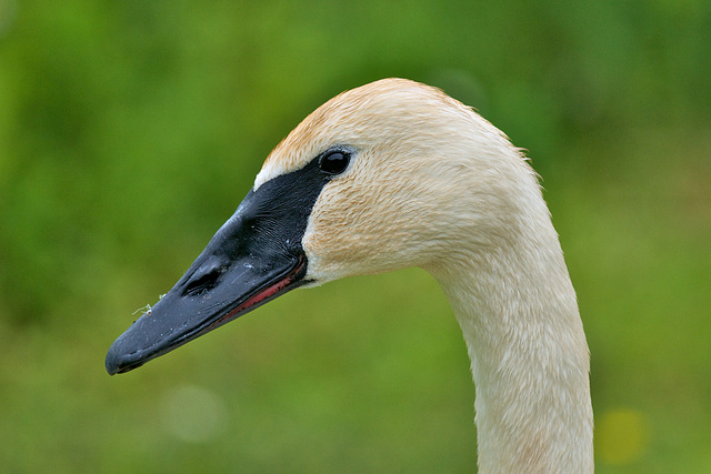 Trumpeter Swan