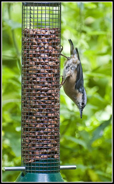 Nuthatch on Feeder