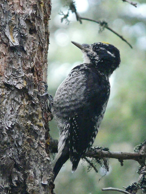 Three-toed Woodpecker