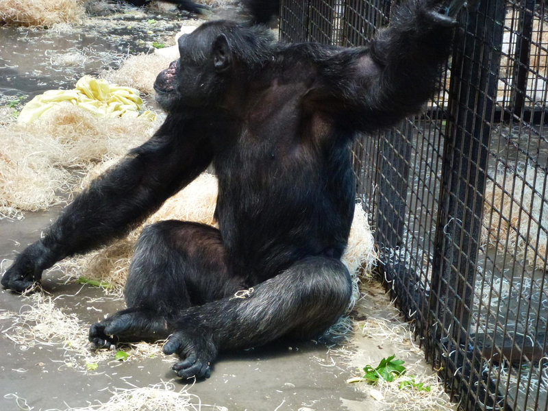 monkey world ape rescue centre, dorset