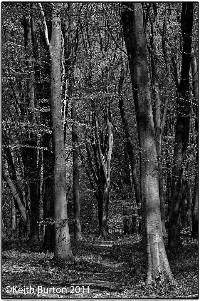 Pathway through the woods